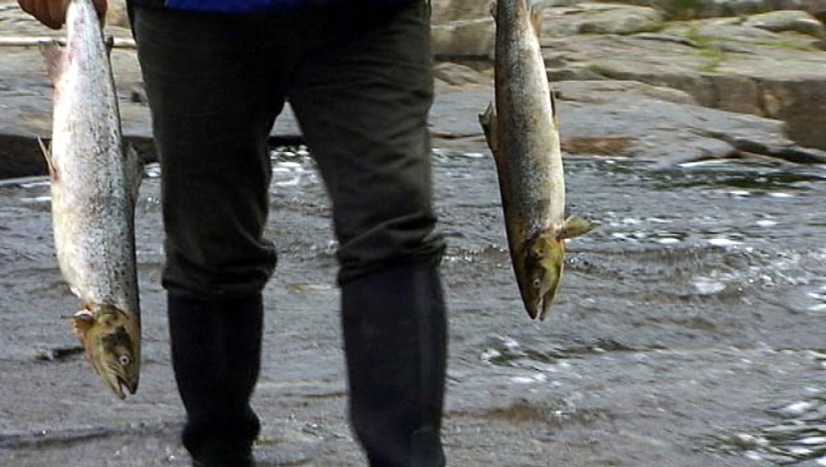 Ber folk huske at de har plikt til å varsle om syk fisk