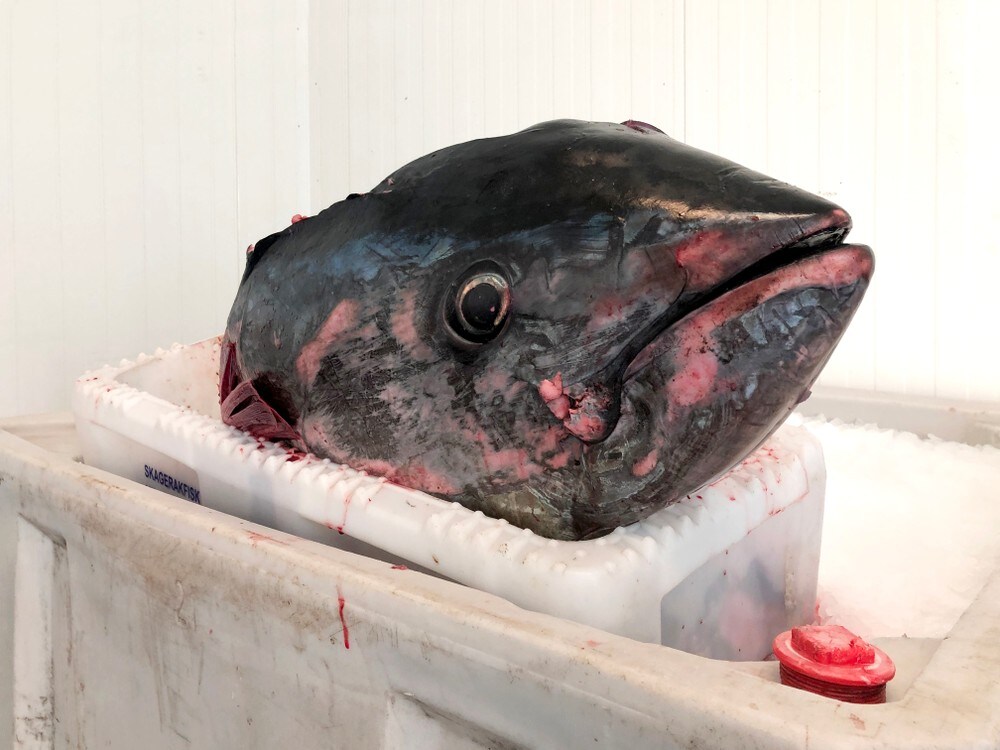 Fikk blåfinnet tunfisk på over 200 kilo