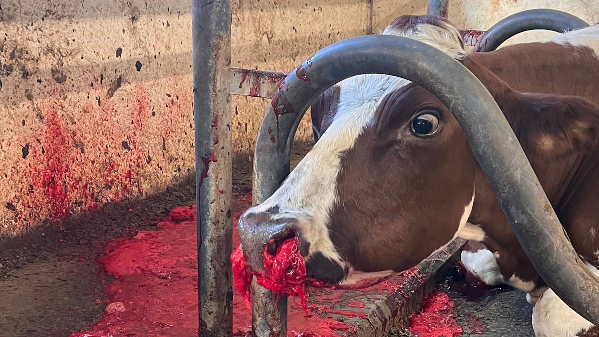 Sterke bilete: Ølboks gav blodig død for Kuli