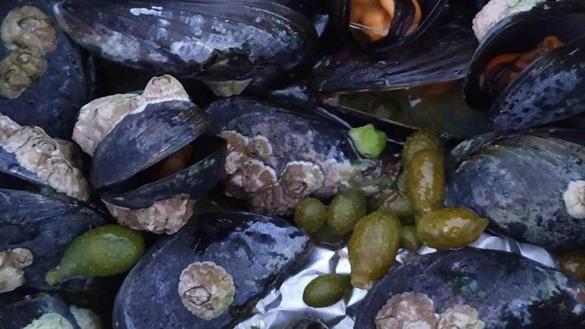 Advarer mot blåskjell i Risør og Arendal