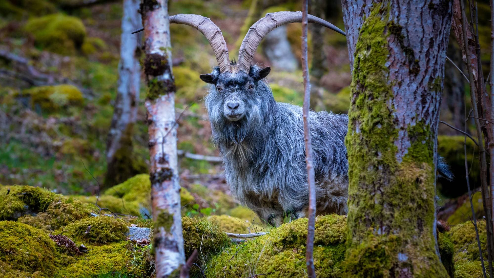 Villgeiter på Kvist