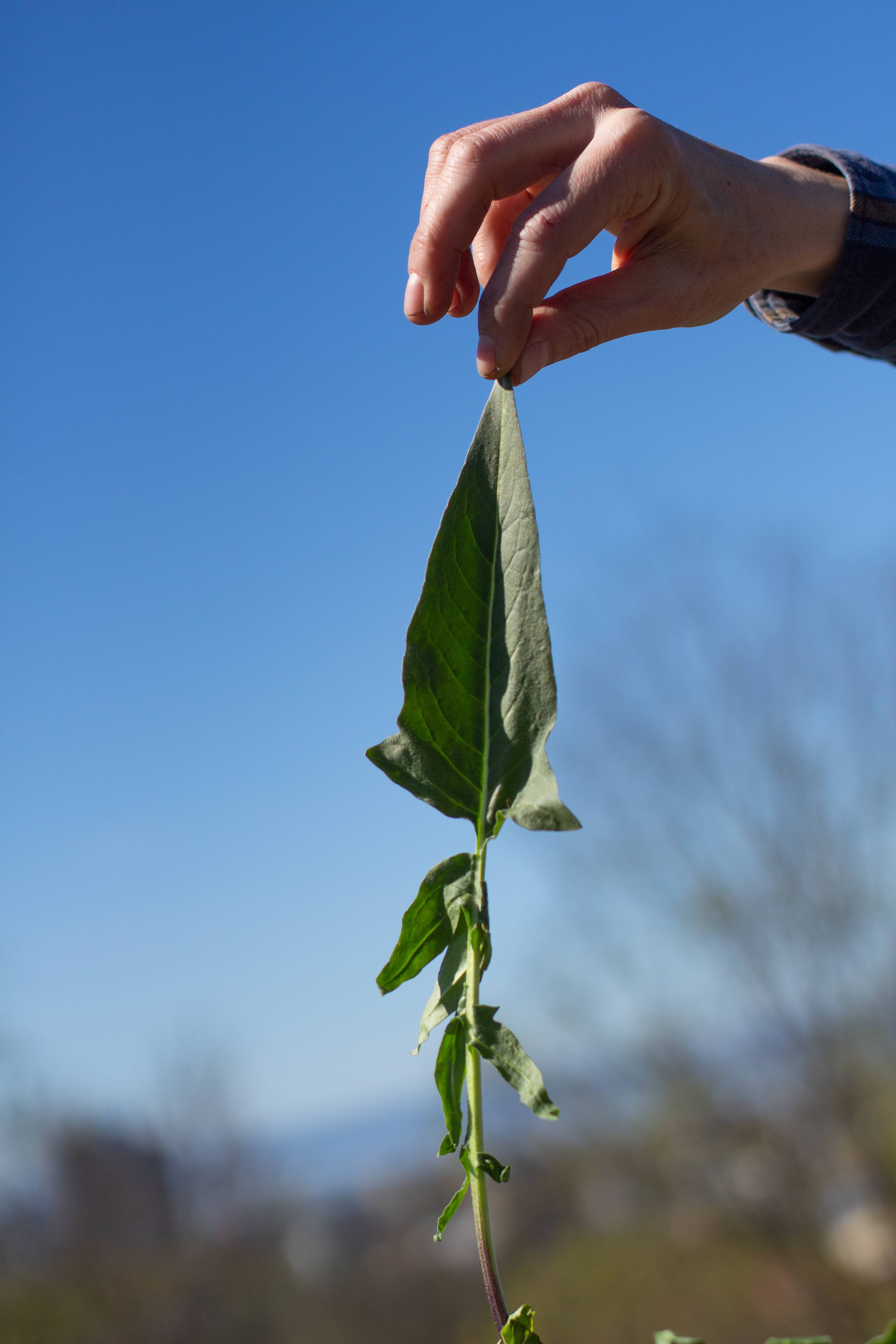 ulike grønne ville planter på et bord