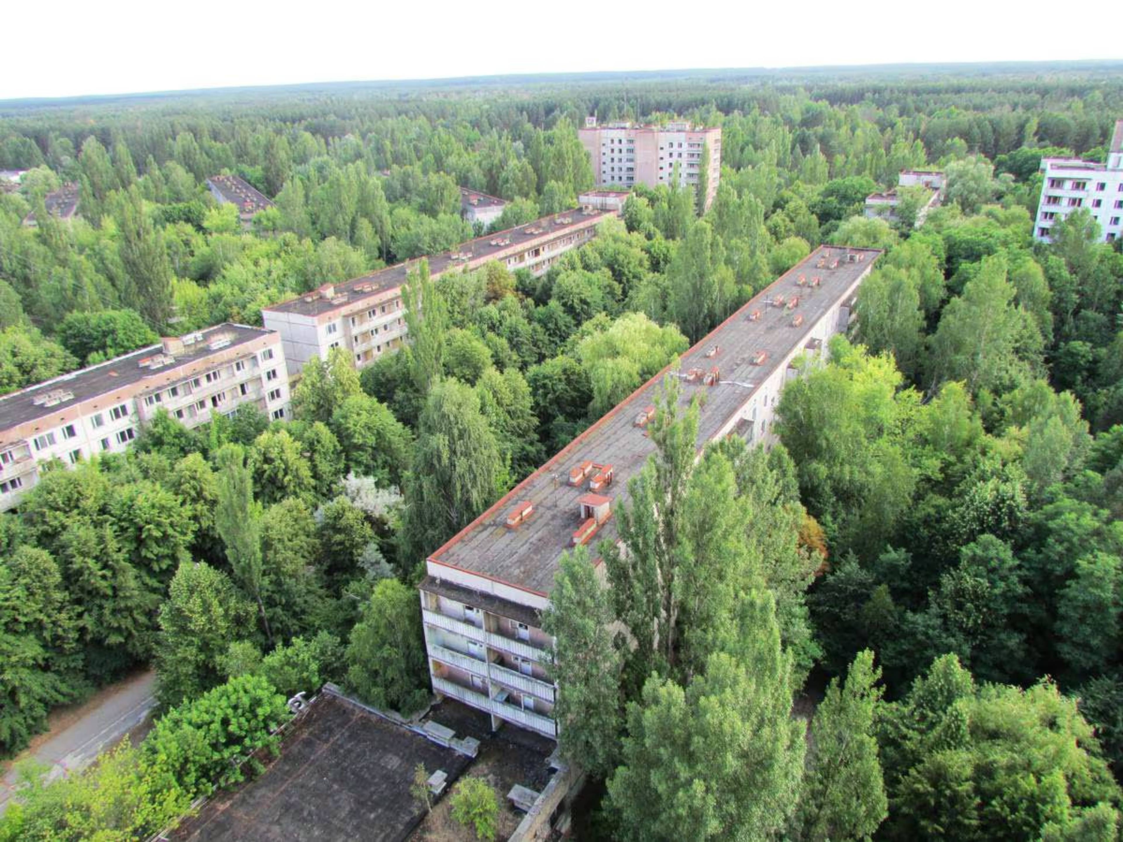 I årene som har gått siden katastrofen har bjerketrærne vokst seg høyere enn de fem etasjers blokkene i Pripyat.
