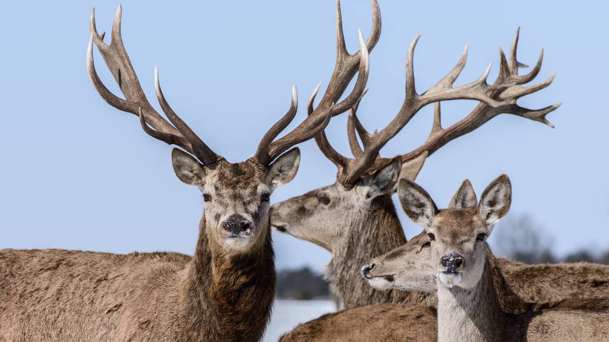 Inviterer til kunnskapskveld om hjort