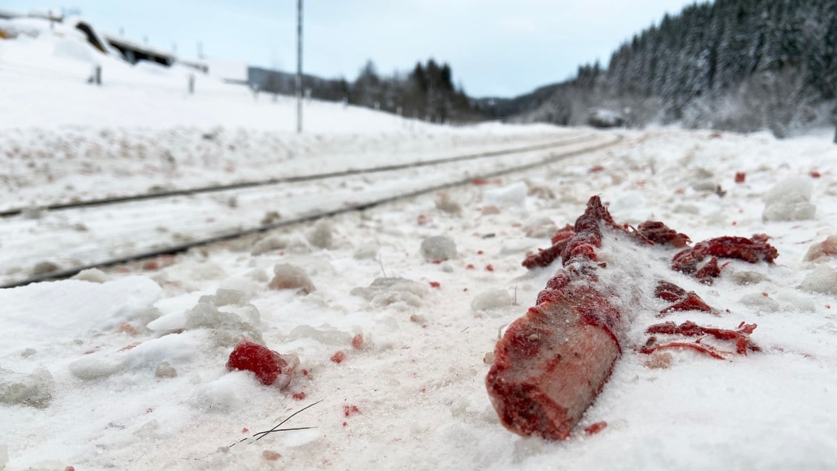 Tester ut skremme-tog for å forhindre dyredød på jernbaneskinnene