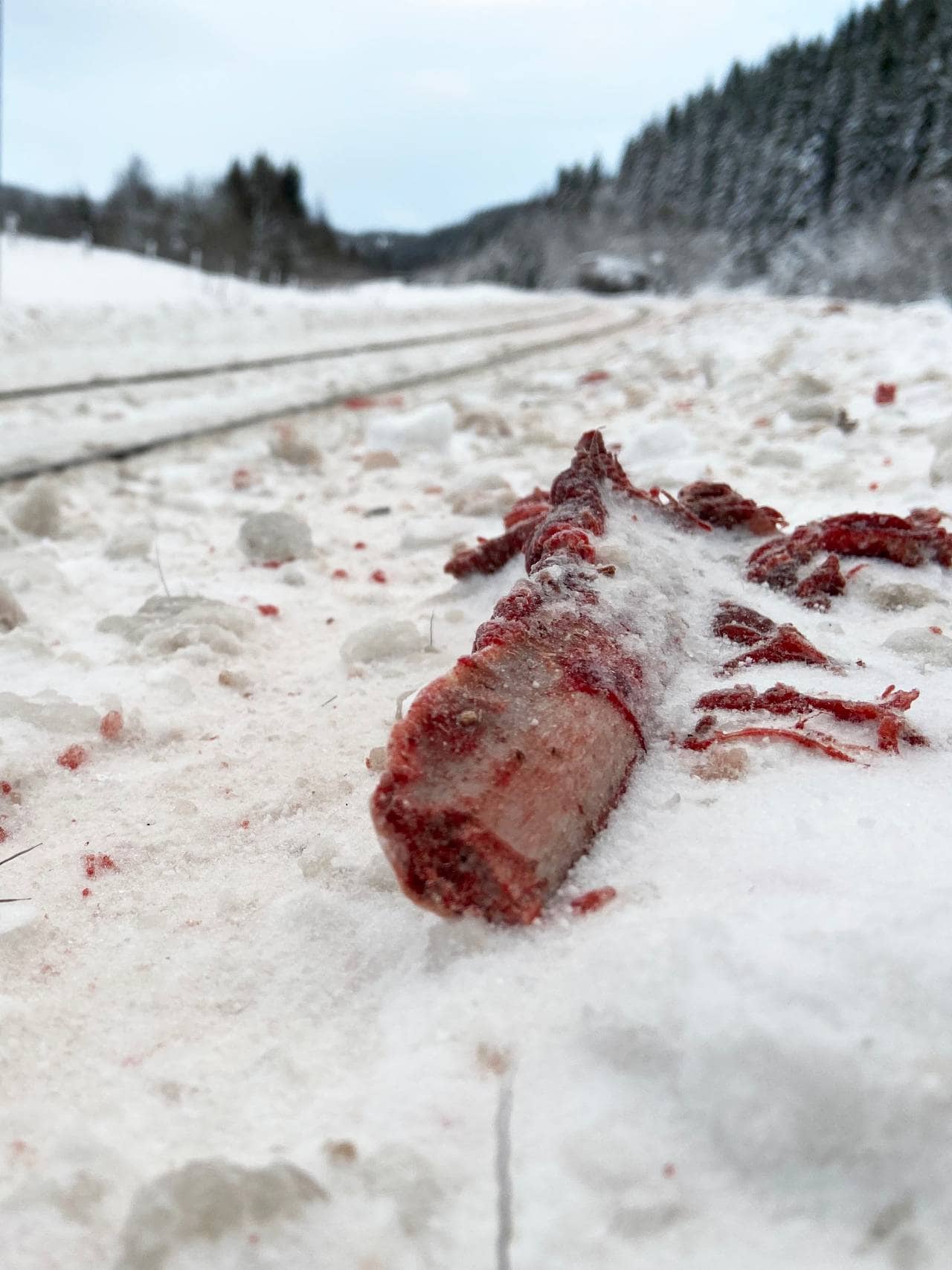 Elg påkjørt og drept på Nordlandsbanen i Rana kommune