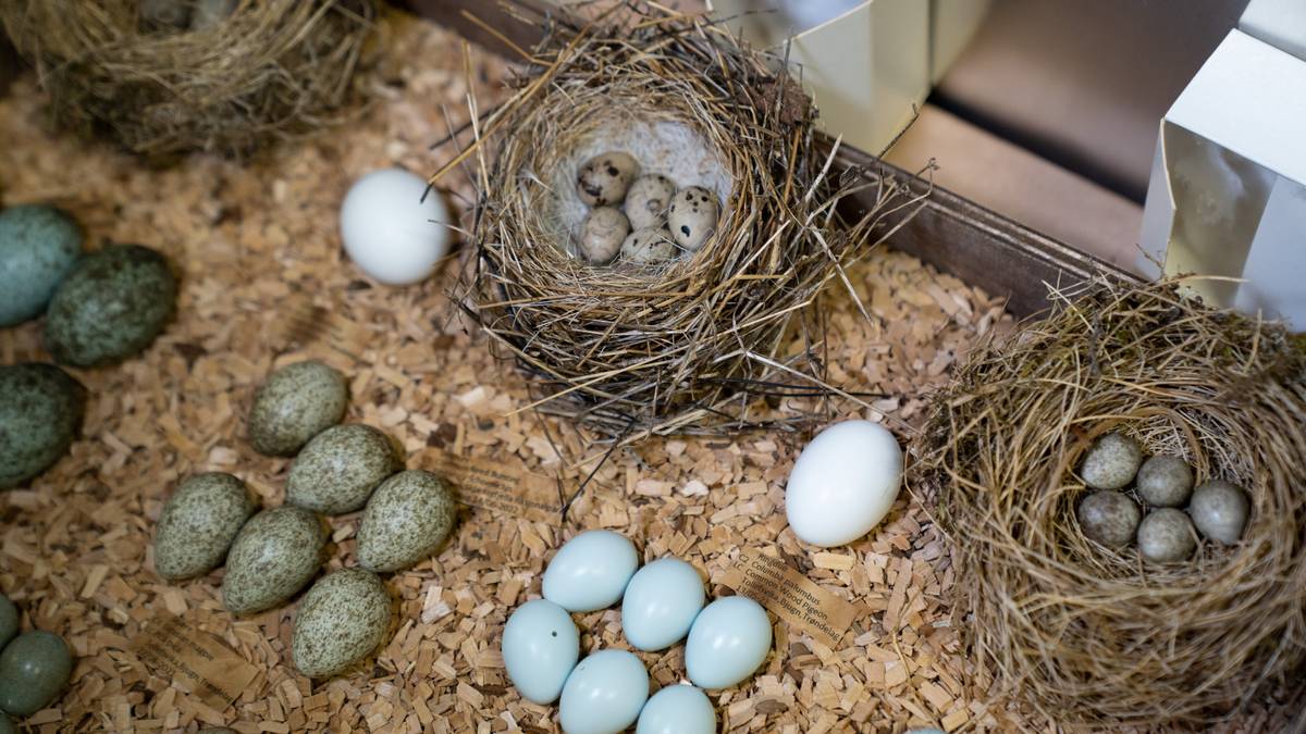 Økokrim mener nettverk er avdekket – beslagla over 50.000 fugleegg