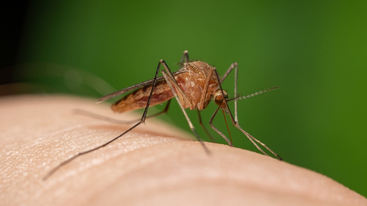 Mygg som kan spreie tropisk sjukdom funnen i Norden