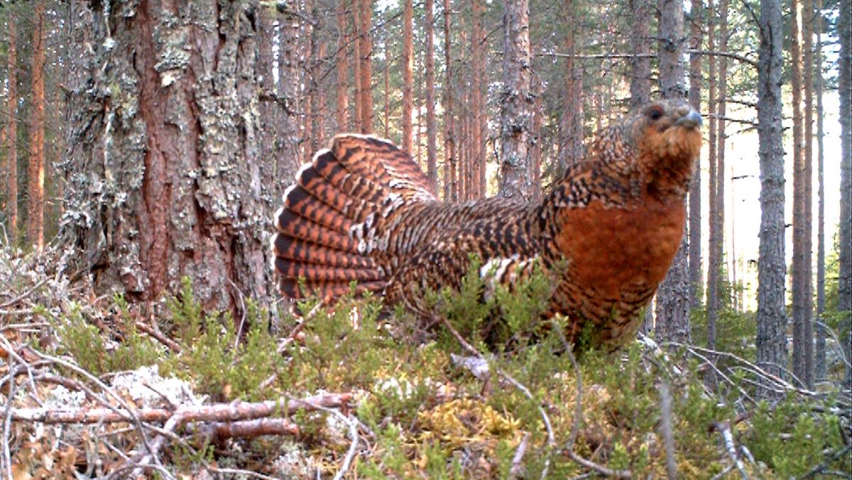 Hvem raner reiret til røya? – NRK Trøndelag – Lokale nyheter, TV og radio