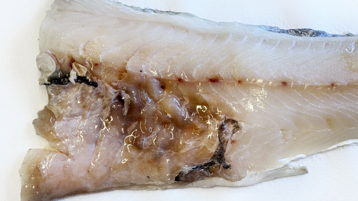 Fryktet parasitt forvandlet kysttorsk til slimete gelé på få timer: – Svært overrasket