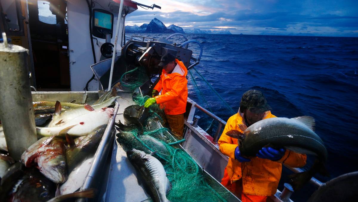 Fisket for 1,5 milliarder mer i 2014 – NRK Vestland