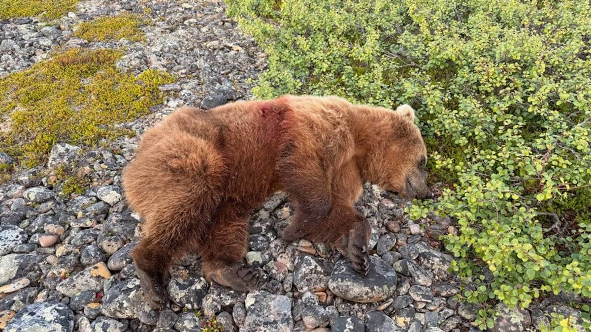 Bjørnen i Vardø er skutt: – Bombesikker på at det er riktig bjørn