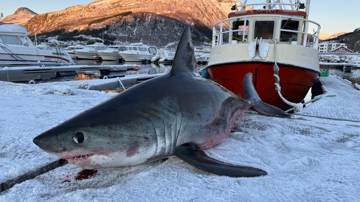 Bernt fikk denne kjempehaien i garnet: – Med nød og neppe at det gikk