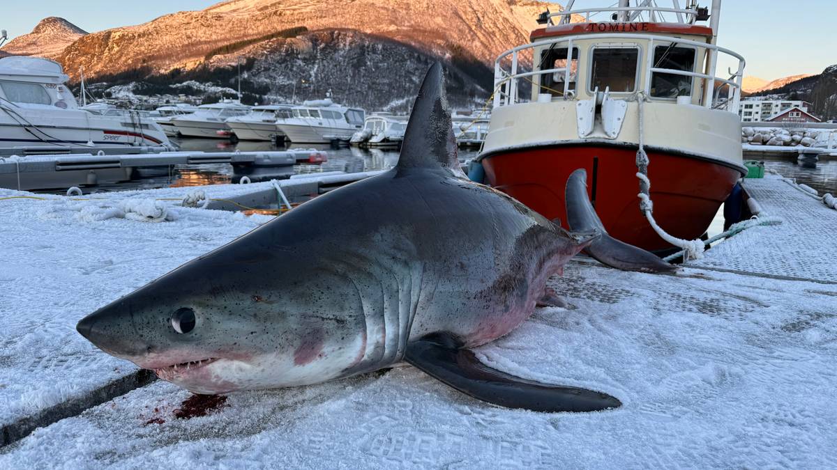 Bernt fikk denne kjempehaien i garnet: – Med nød og neppe at det gikk