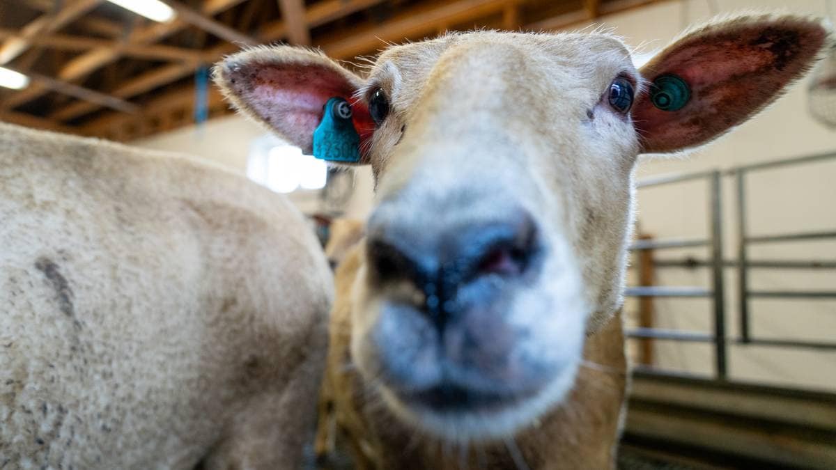 Har rapporter for høge utslepp frå sau