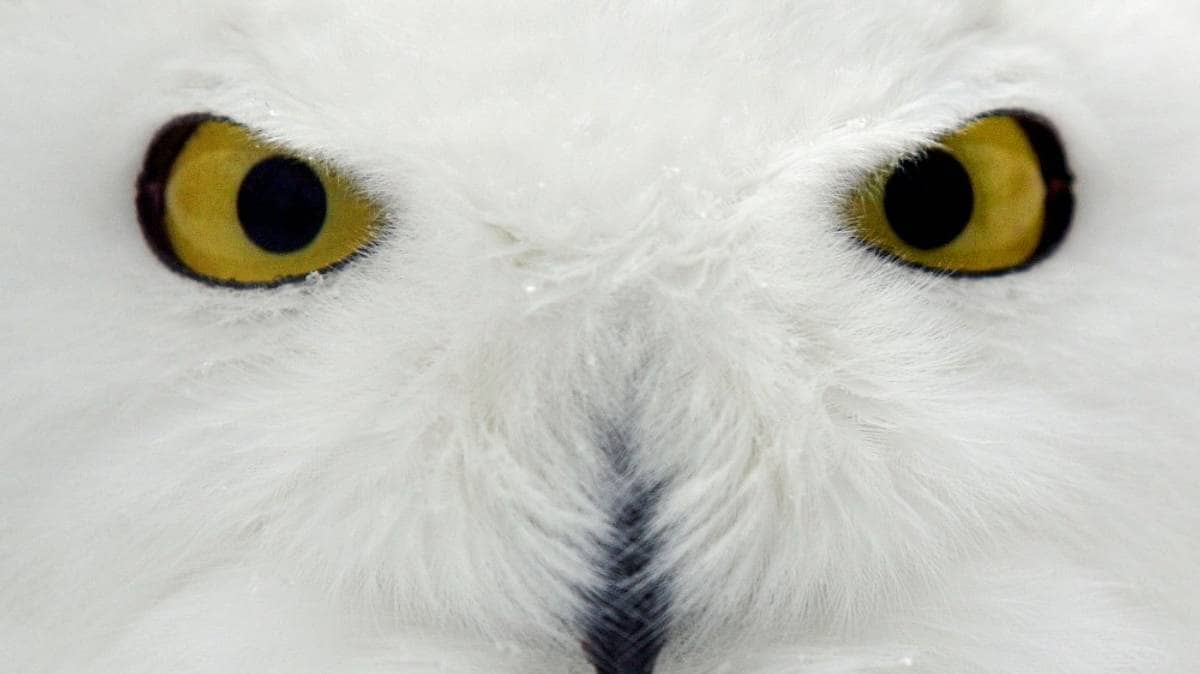 Snøugla får internasjonalt vern