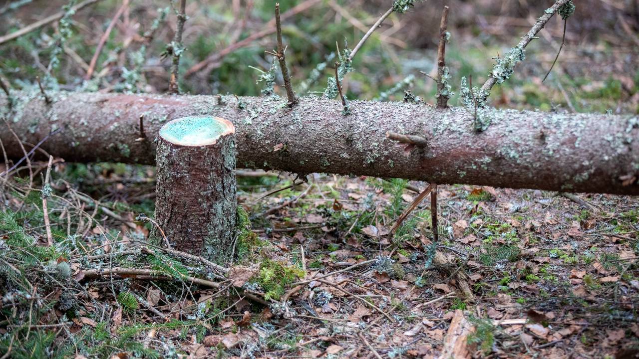 Rotkjuke. Råte tre. Skog gran.