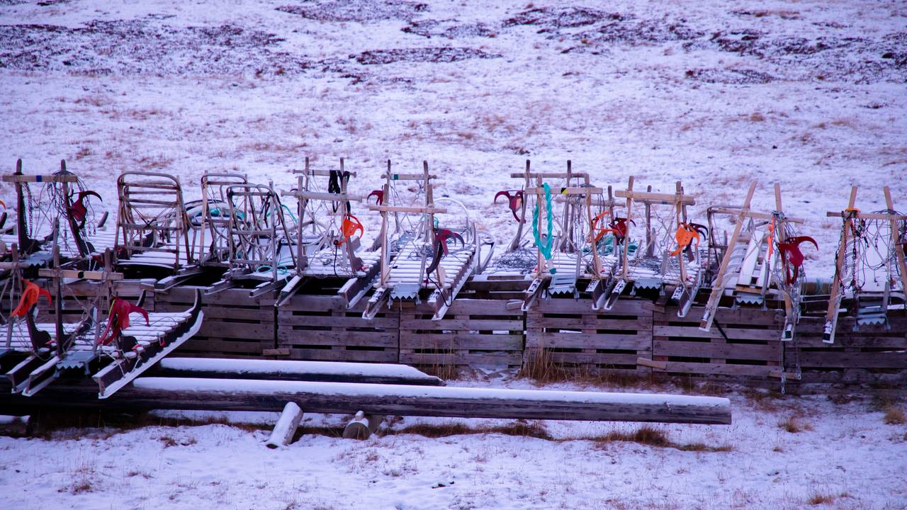 Greendog Svalbard