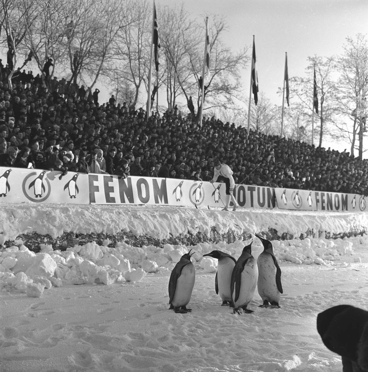 Monolittrennet. Pingviner på besøk i Frognerparken i Oslo, 1963.