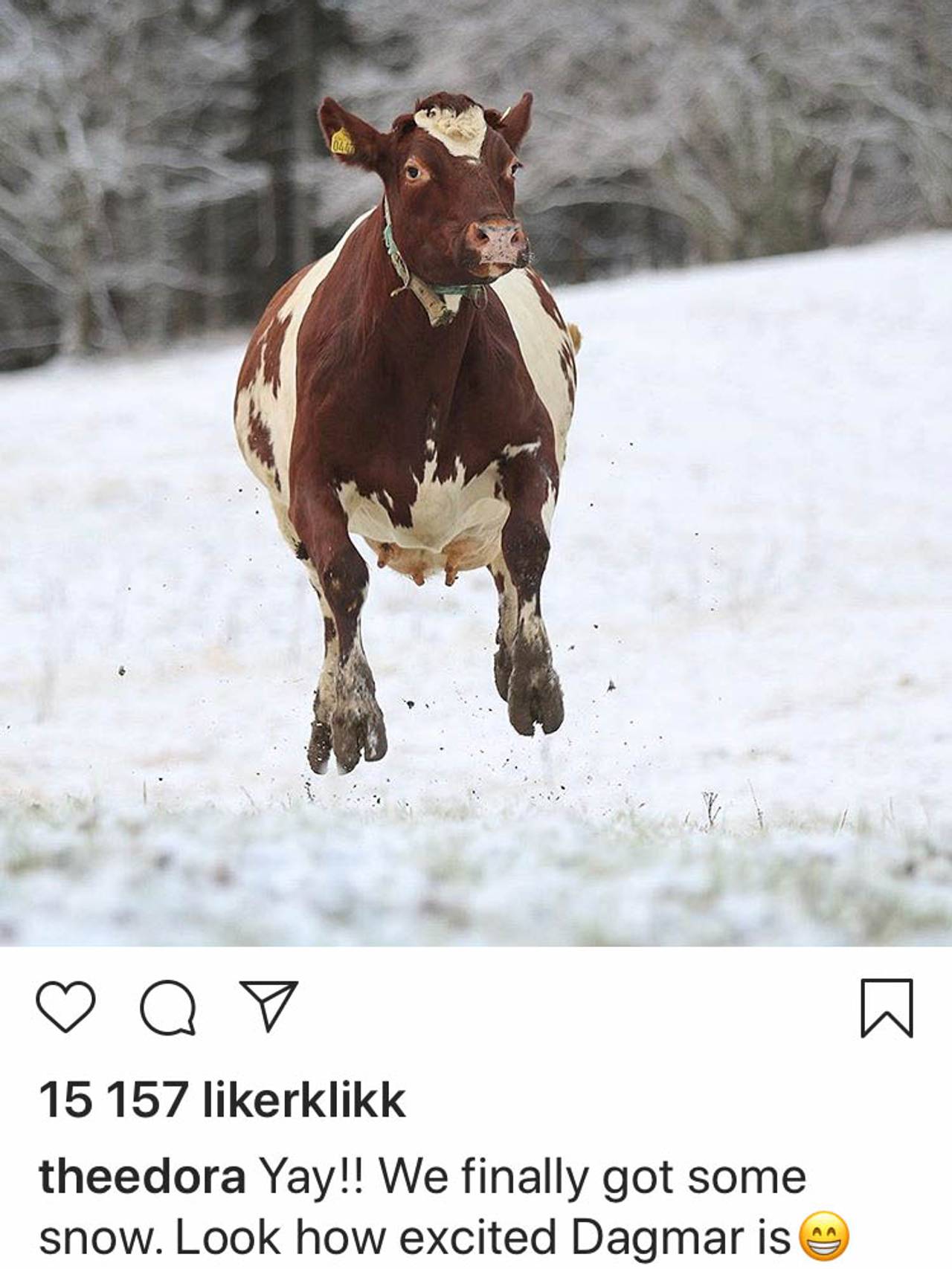 Kua Dagmar hopper i snøen