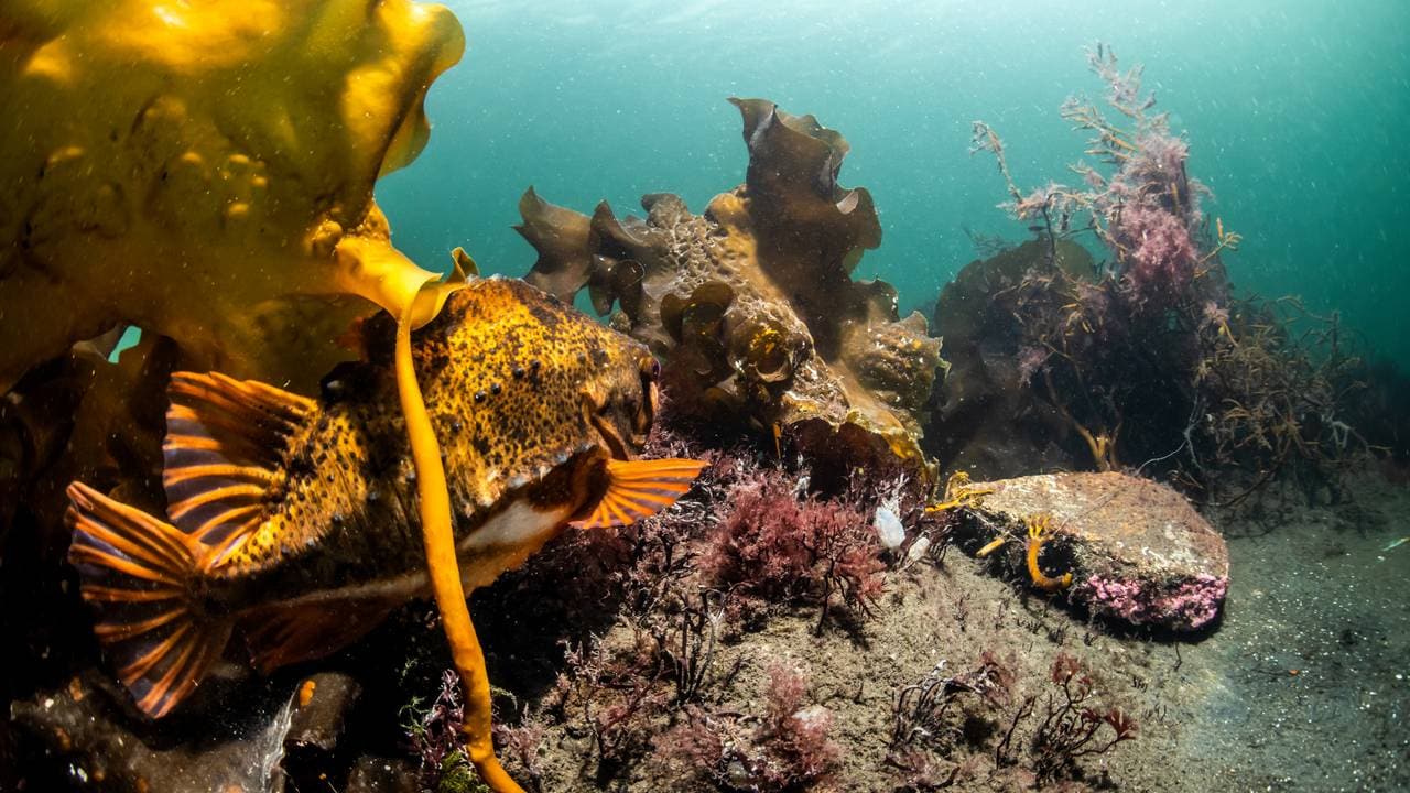 En rognkjeks i Jøssingfjorden, brune partikler på bunnen