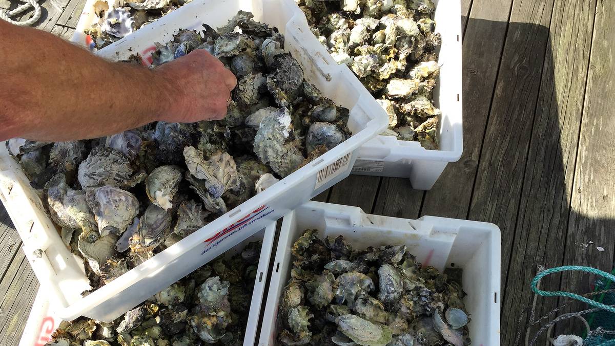 Stillehavsøsters ble inkludert i fiskeforbudet – nå snur fiskeriministeren