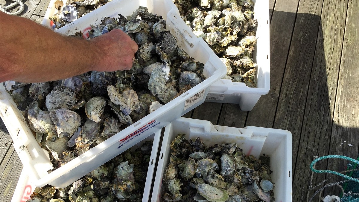 Stillehavs&oslash;sters ble inkludert i fiskeforbudet &ndash; n&aring; snur fiskeriministeren