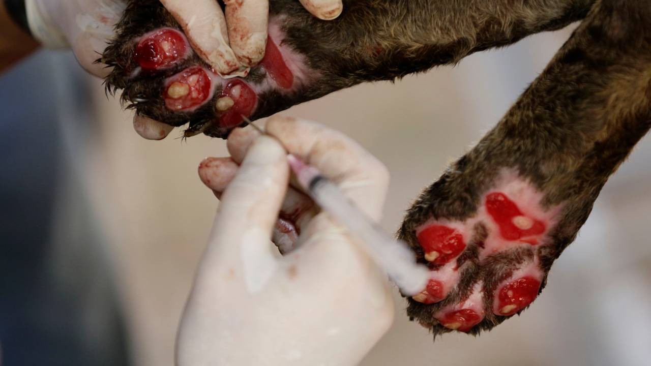 Jaguar burned after forest fires in Brazil