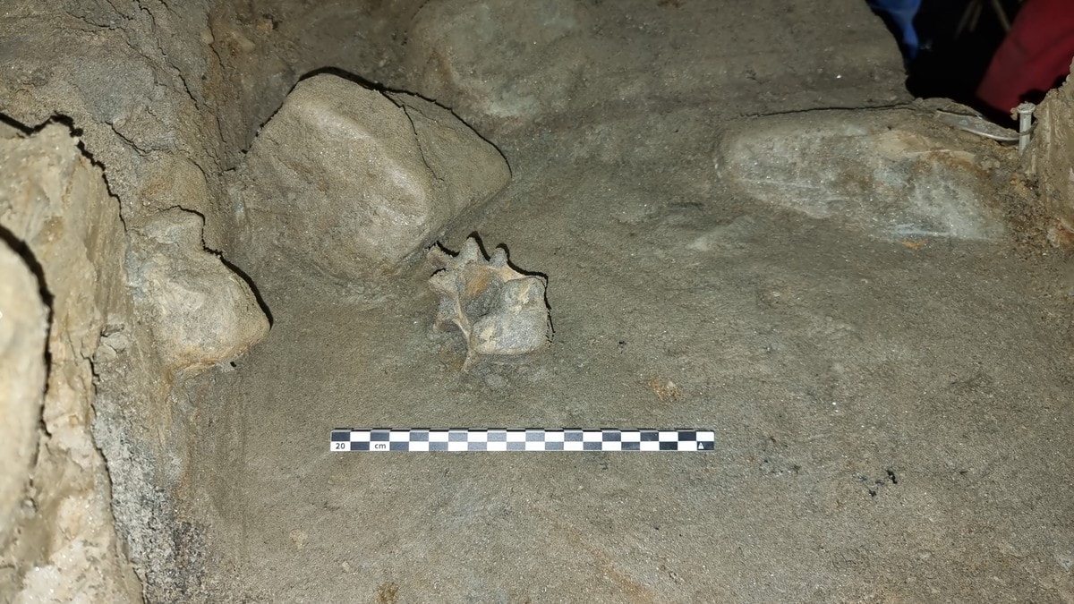 Unike funn i Narvik-grotte avslører 40 istidsarter