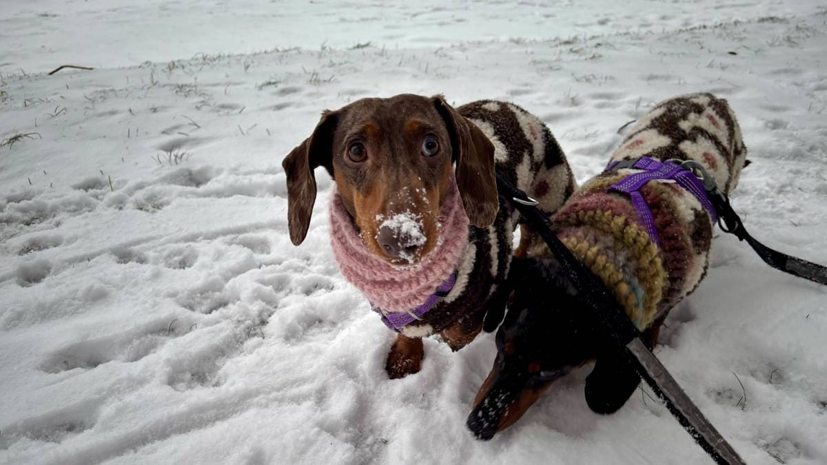 Veterinæren åtvarar: Hugs dette når du luftar dei firbeinte