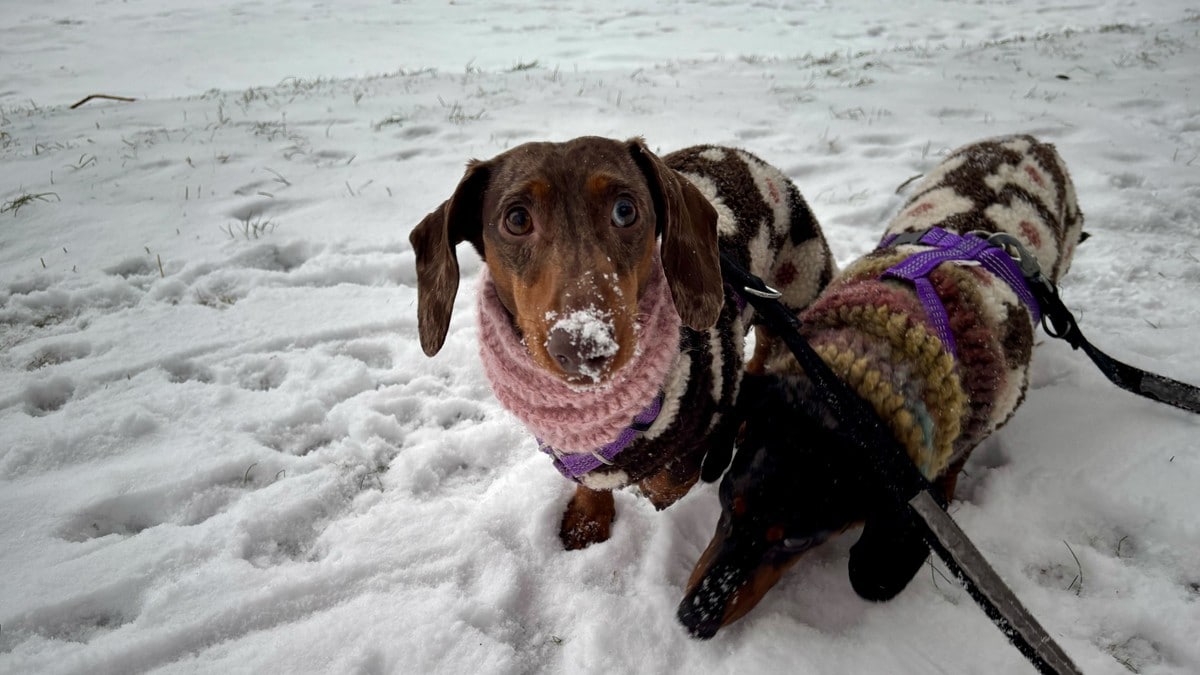 Veterinæren åtvarar: Hugs dette når du luftar dei firbeinte