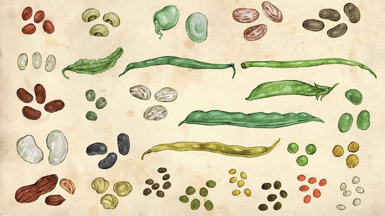 Fra kokeboka «Bønner, erter, linser» av Jenny Damberg.