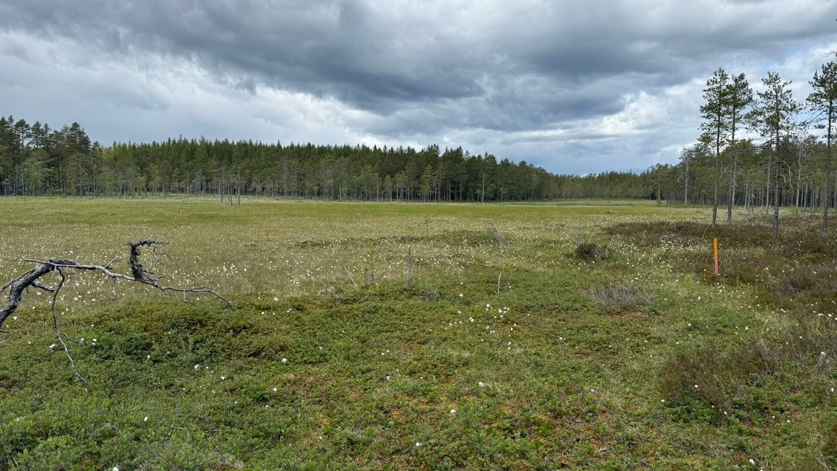 Klimaministeren ber kommunene holde seg unna myra