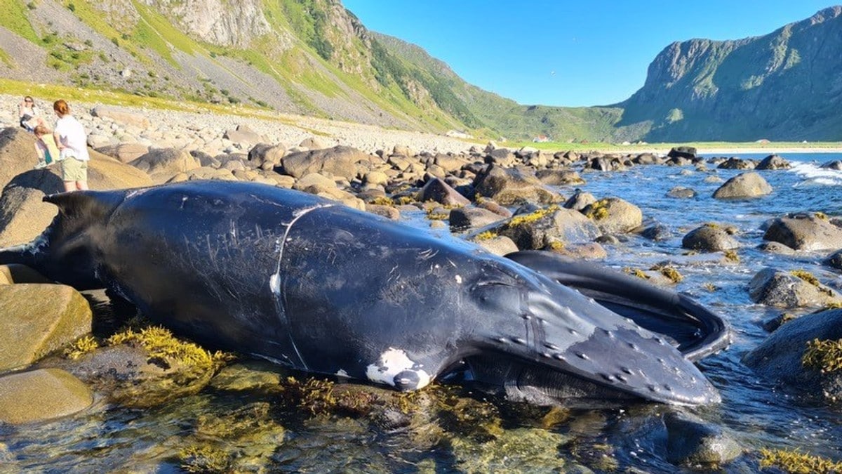 Fiskeridirektoratet avlivet hval og slepte den til havs – dukket opp ved ferieparadis