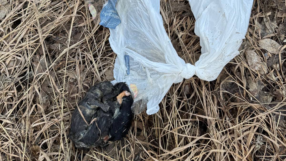 Fant døde valper i en plastpose