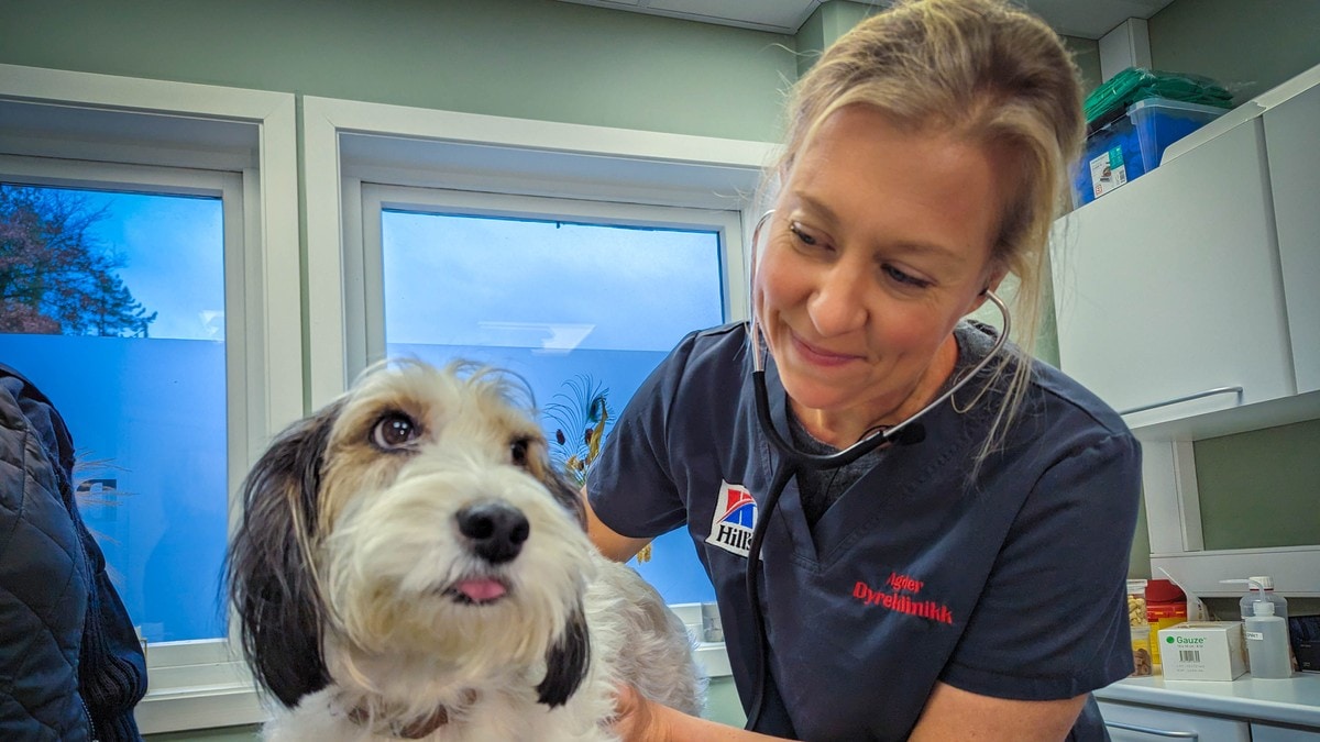 Veterinæren svarer: – Skriv allergidagbok og frys ned maten