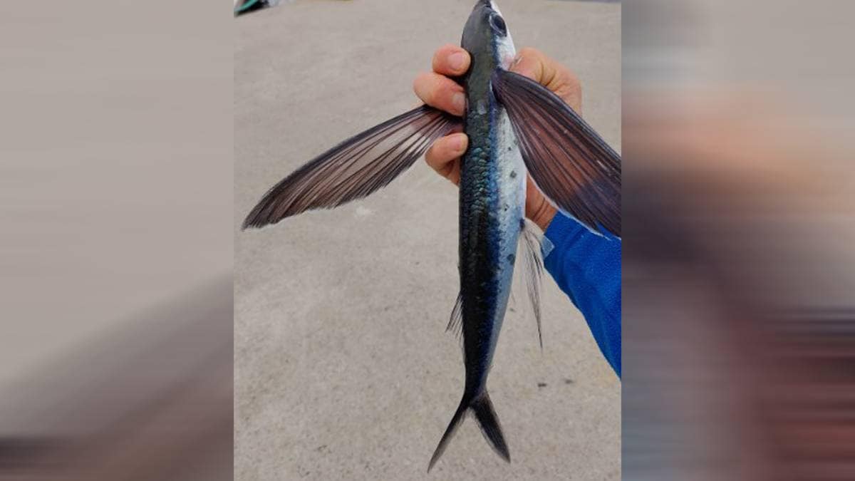 Spistested Helgeroa Fikk sjelden fangst på kroken i Helgeroa: – Måtte ha is i magen – NRK ...