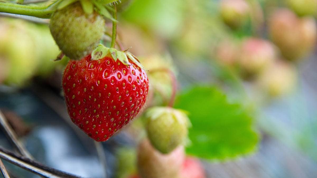 Jordbæra kjem seinare enn vanleg i år