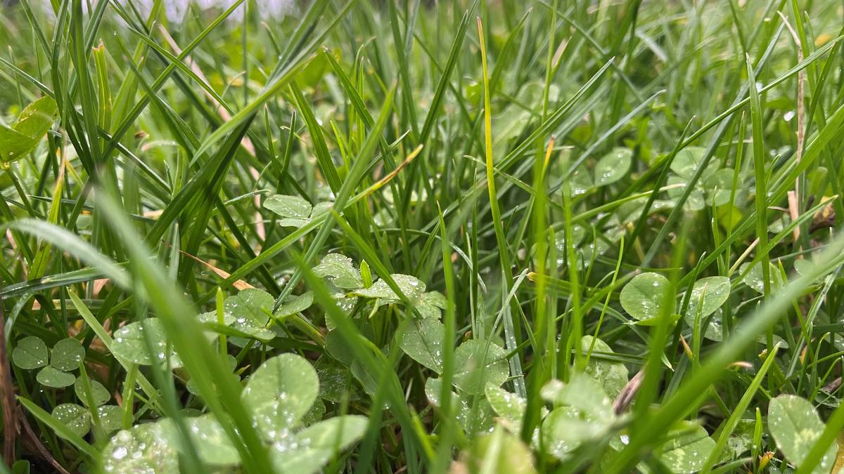 Mye pollen i lufta – i varmen blir det verre