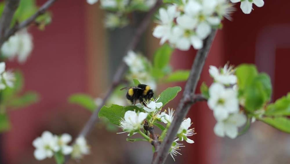Knips et bilde av humla i hagen din – NRK Trøndelag – Lokale nyheter ...