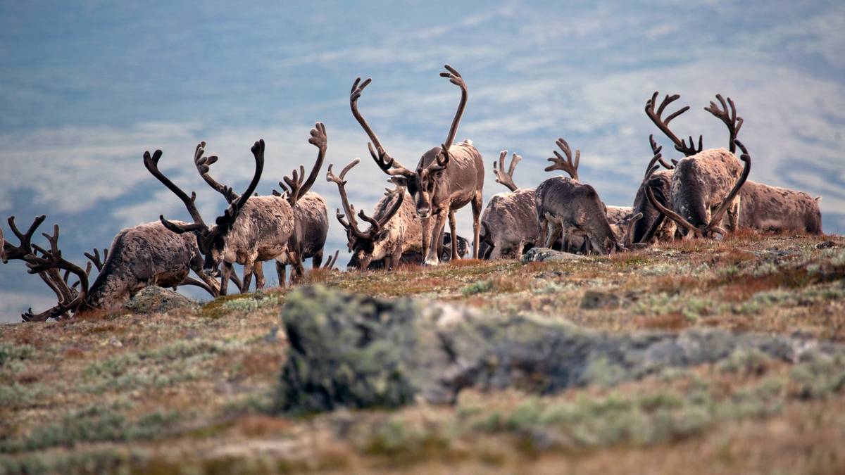 Regjeringen vil stenge veger og stier for å redde villreinen