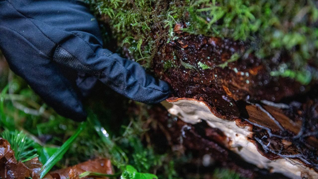 skog vinterbro rotkjuke