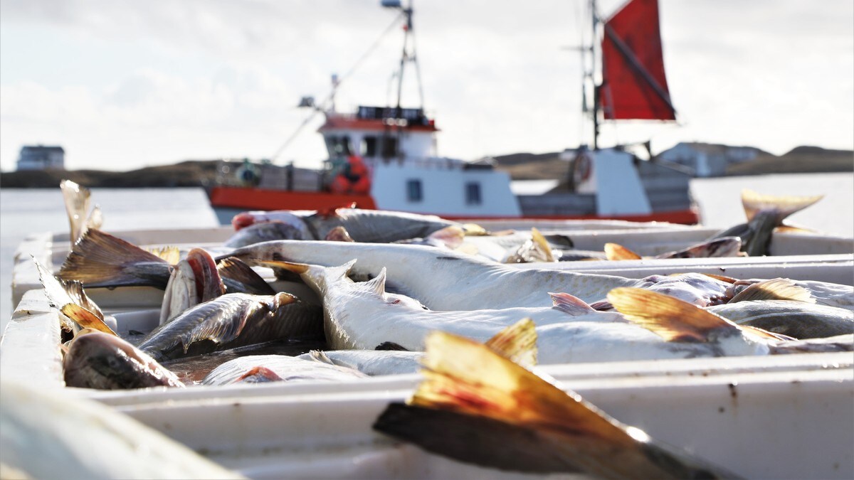 Fiskere sier nei til havvindsatsingen: – Vet veldig lite om konsekvensene
