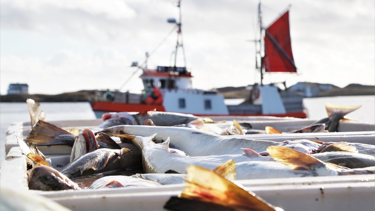 Nå siger skreien inn mot kysten