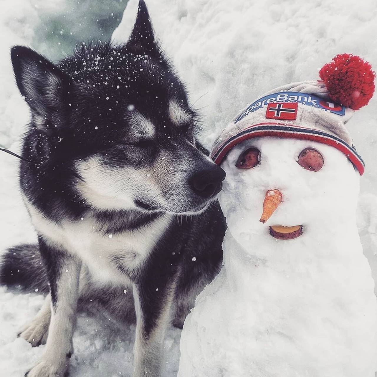 En hund og en snømann