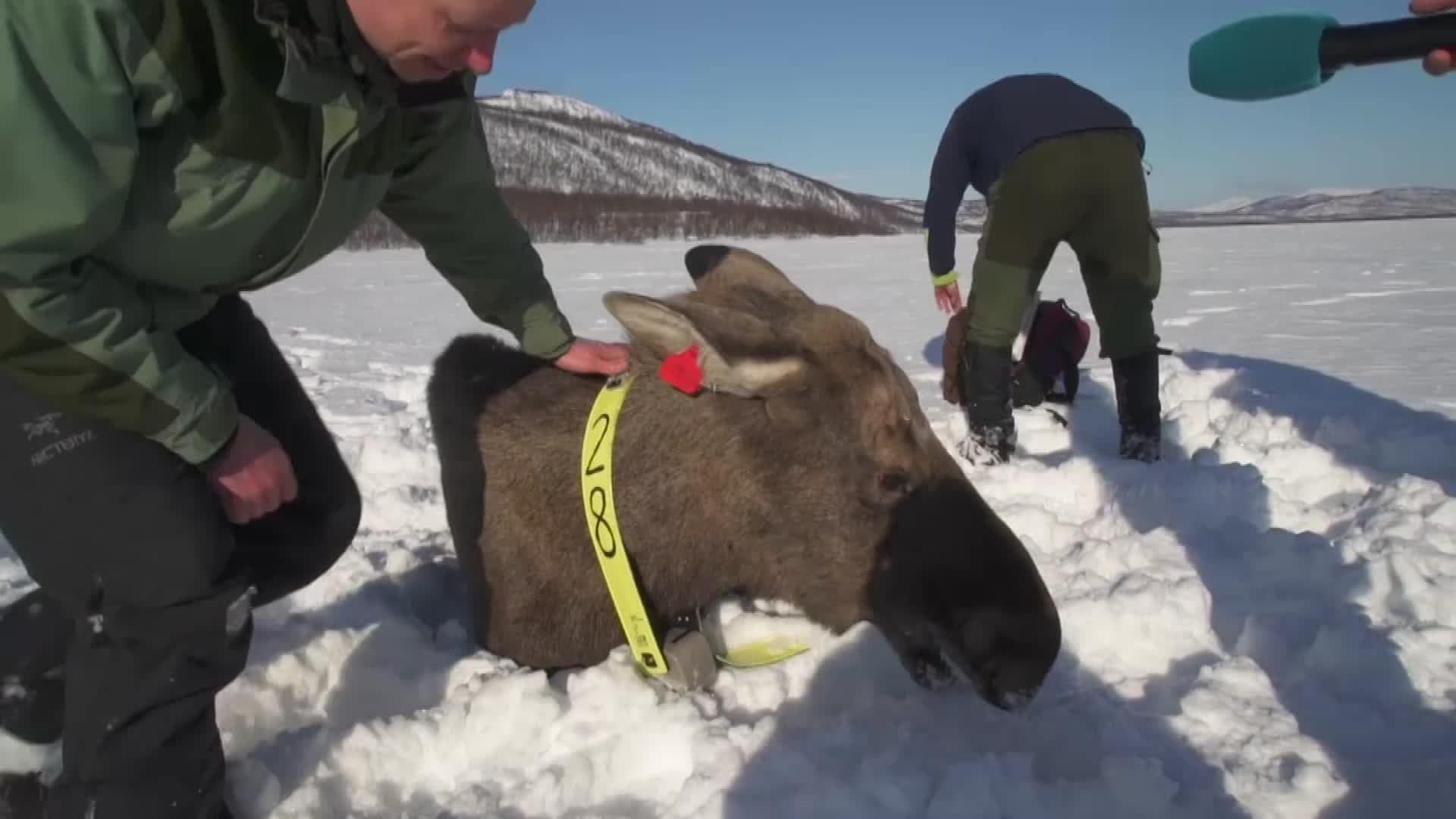 GPS merking av elg – NRK