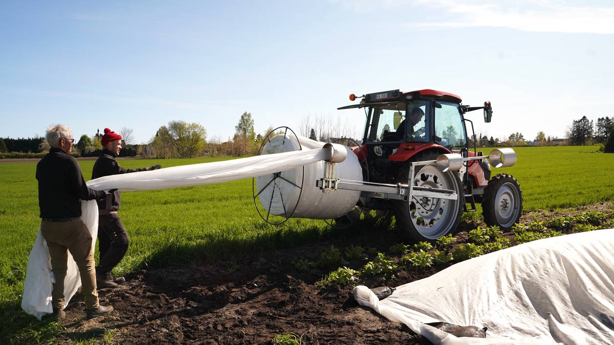 Økte inntekter for Agder-bønder