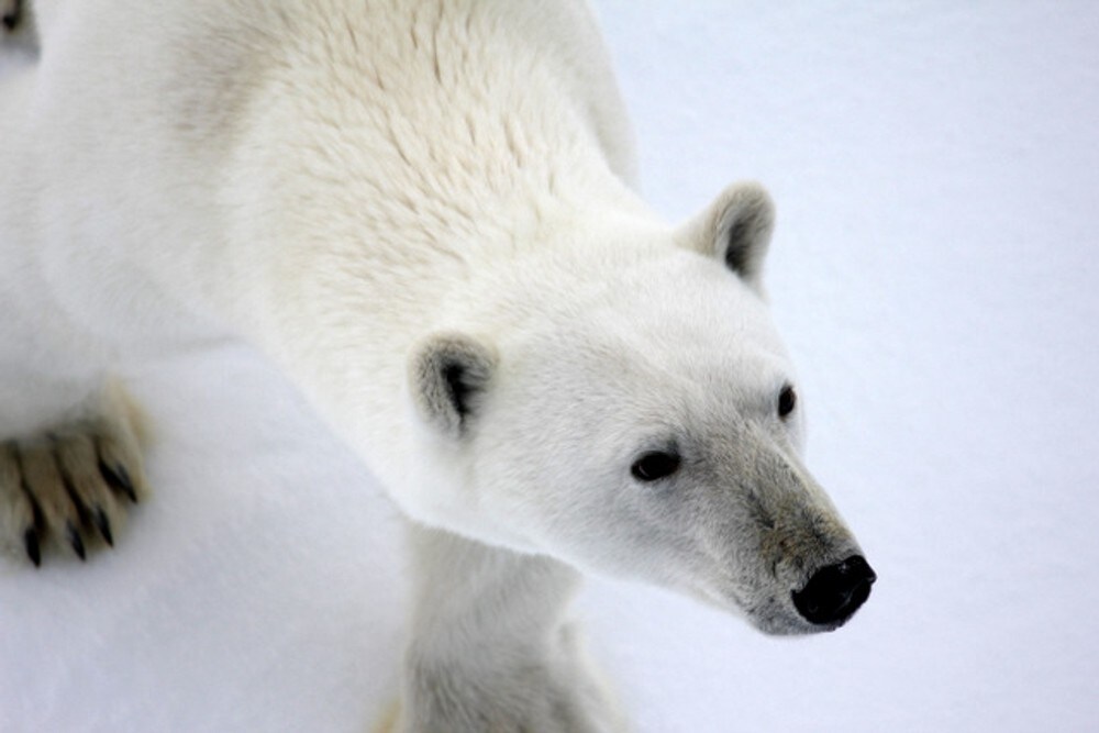 Vil ha isbjørn i dyrepark – møter underskrifter