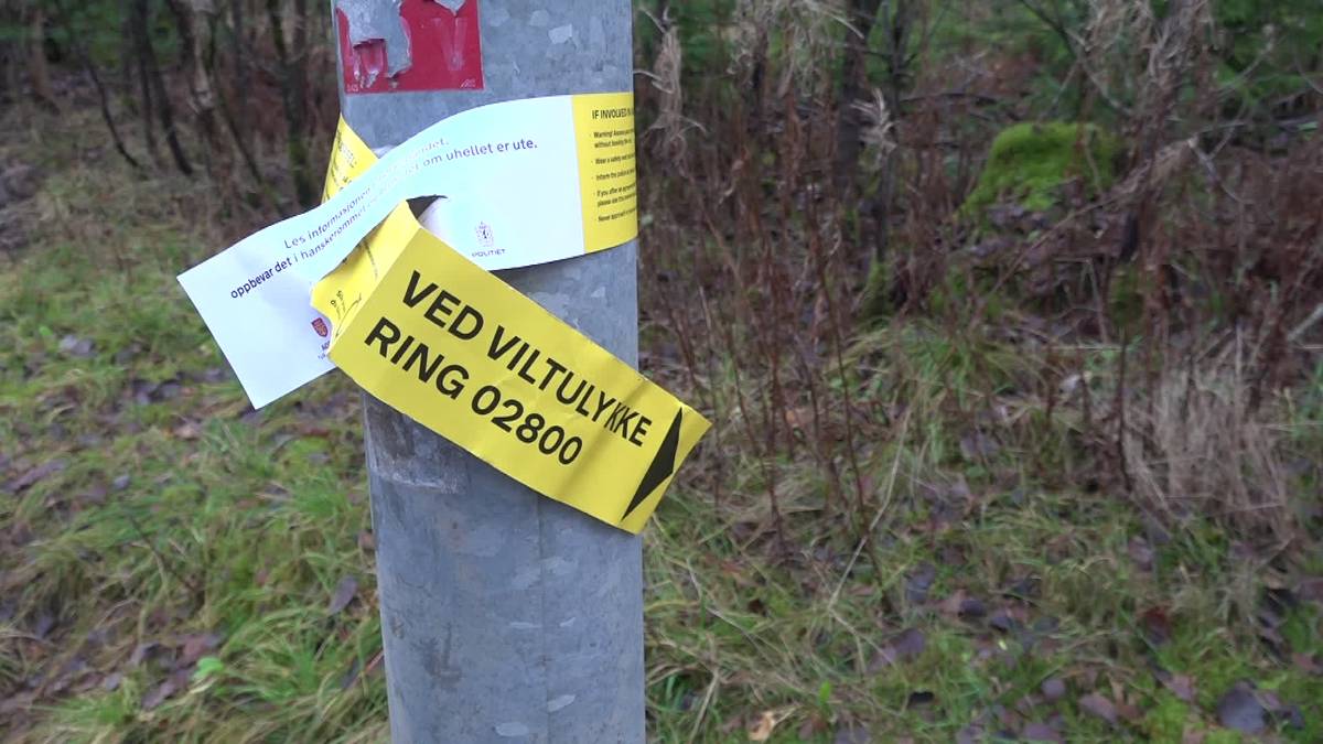 Færre viltpåkjørsler i Agder