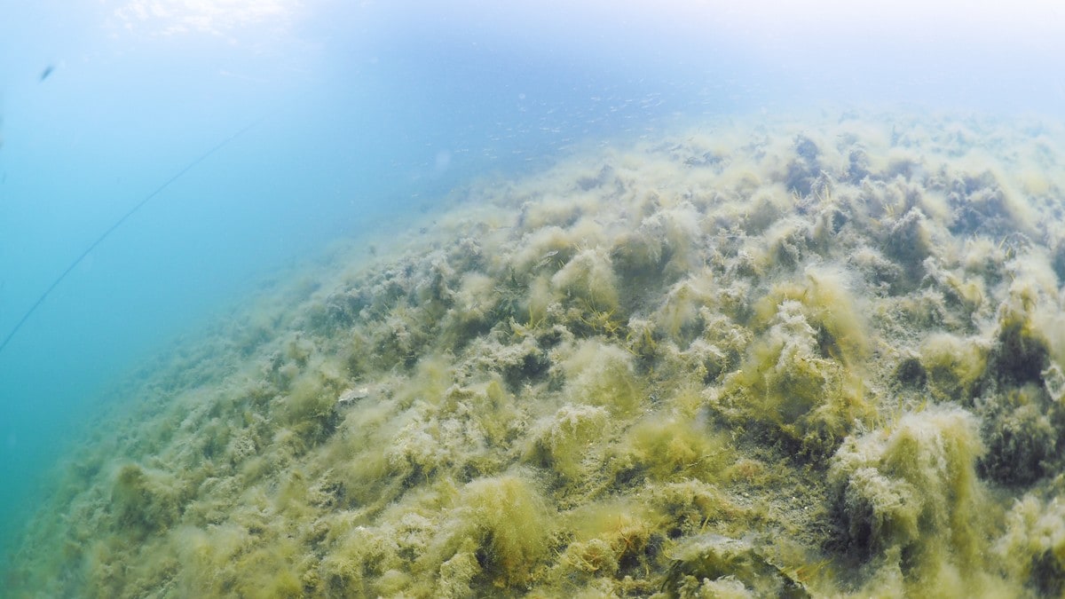 Innfører forbud: – Altfor mye liv har forsvunnet